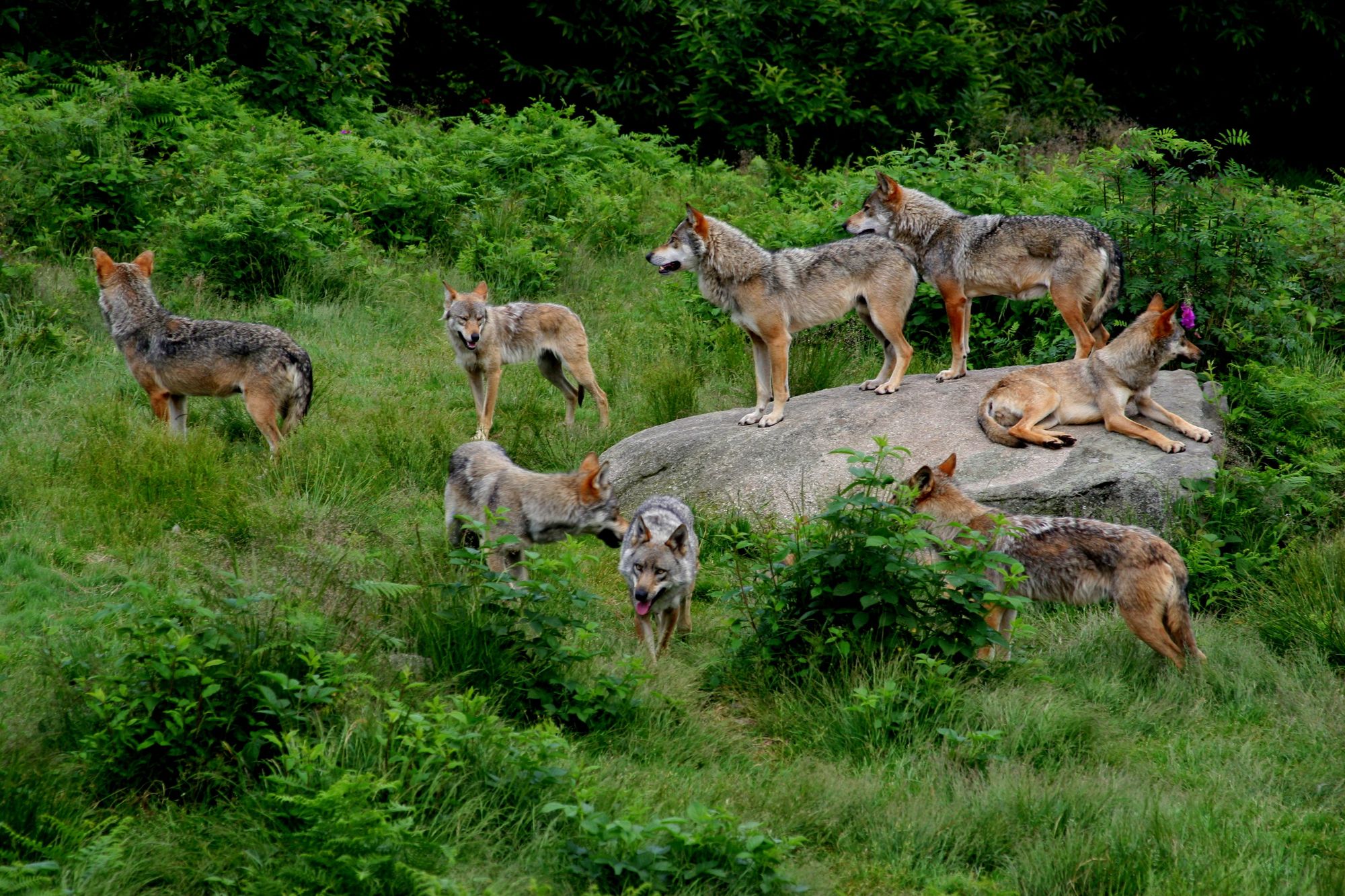 Gîte de 12 personnes en Creuse - Meute de loup