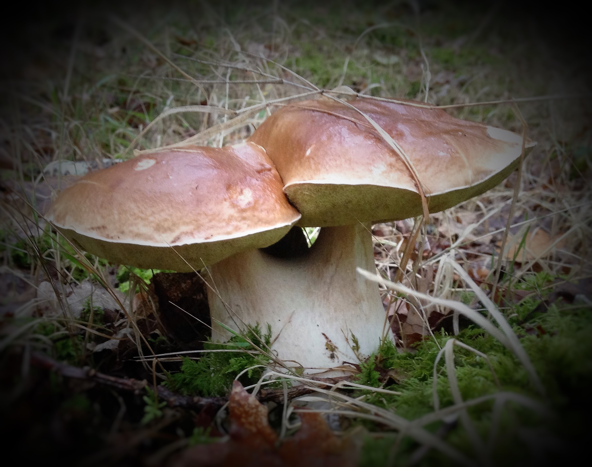 Cottage 12 people in Creuse - Cep with two heads