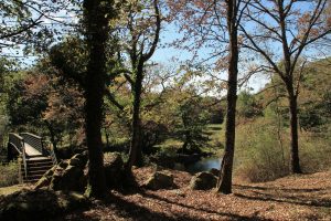 gite-la-tribu-du-dadet-passerelle-dam